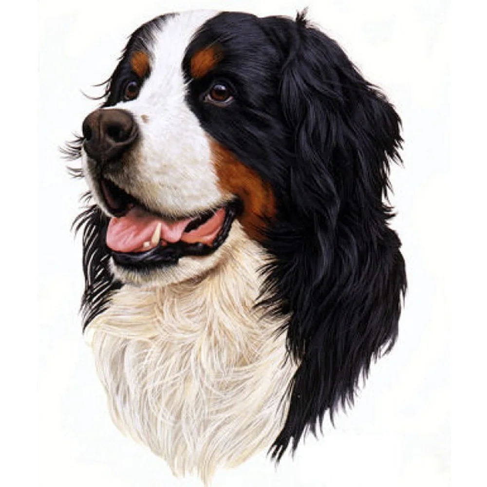 National Bernese Mountain Dog Rescue Network | Mancelona MI, image size:1000x1000