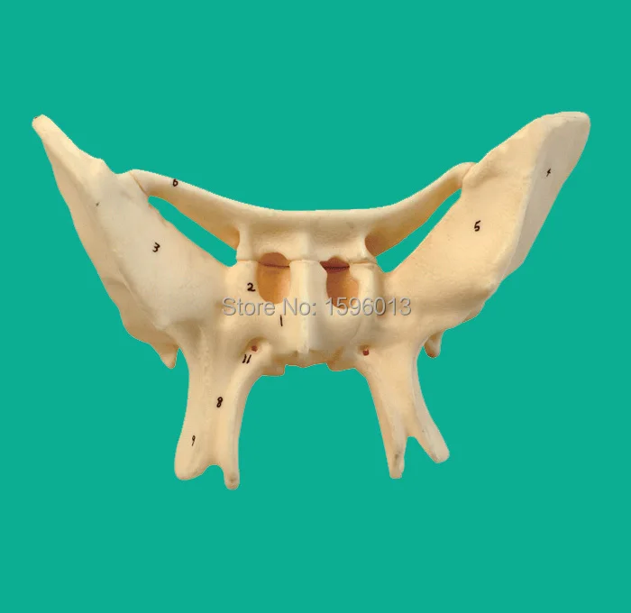 Усиленная модель Alar Bone, модель sphenoid bone