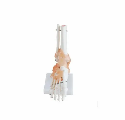 

Foot joint model, foot joint ligaments attached model, human skeleton model, bones and joints