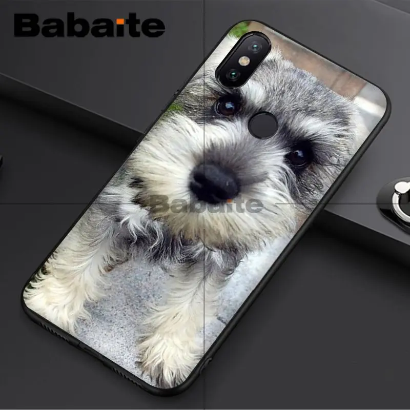 Miniature schnauzer puppy dog