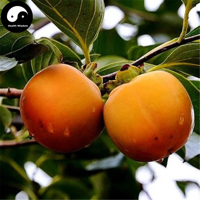 Купить хурма фруктовых деревьев Semente 30 шт. завод Diospyros Каки для китайских фруктов Ши