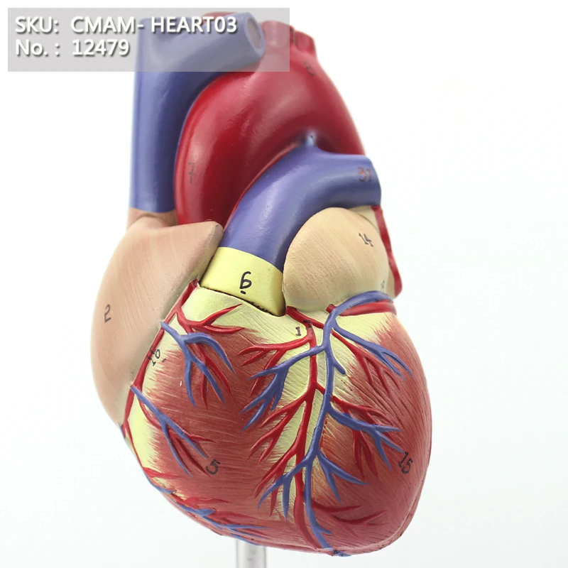 CMAM/12479 Heart 2parts, Human Heart Medical Teaching Anatomical Model-in Medical Science from ...