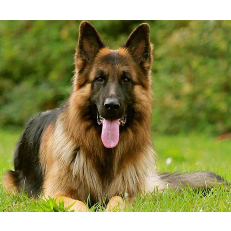

Full Diamond Painting German Shepherd dog Square Diamond Embroidery Cross Stitch Needlework Diamond Mosaic Rhinestone Home Decor