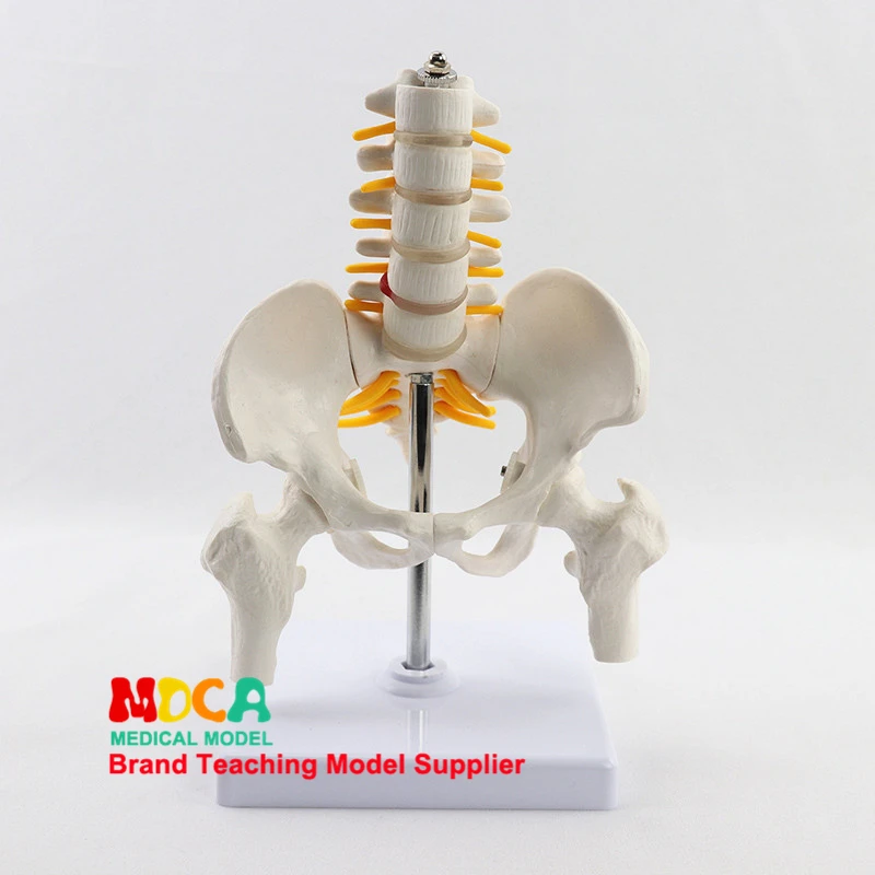 

Reduction of human.pelvis with five lumbar vertebrae and femoral model Department of orthopedics spinal column spine model