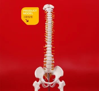 

Human spine skeleton model vertebral bone orthopedic practice teaching model