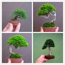 50 pcs/bag Miniature pine seeds, bonsai tree seeds, indoor woody plants, pine tree perennial plant for miniature garden