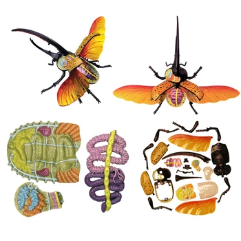 

1Pcs Anime 4D Animal Model Beetle Anatomy Assembled Model 27.5*34.13cm Action Figures Adults Kids Educational Science Toys Gifts