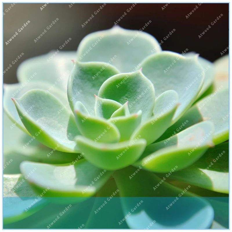 

ZLKING 200PCS Echeveria Succulent Plant Home Decorate Flower Potted Succulent Plants Radiation