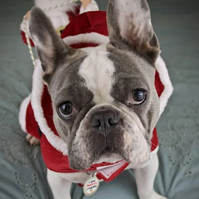 Funny Santa Dog Costumes  2