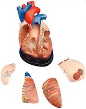 

3X Heart anatomical model Aids Human Heart Model free shipping