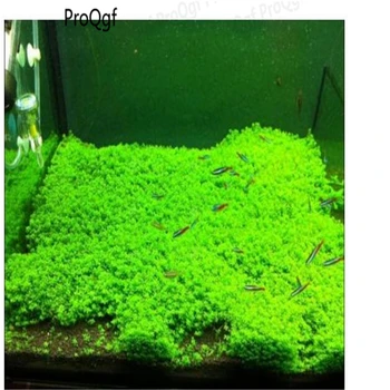 

30000Pcs A Set Hemianthus callitrichoides