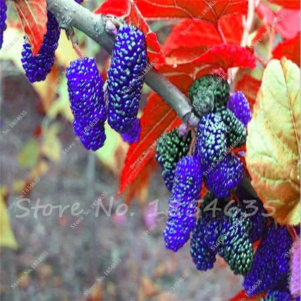 Buy 200 Pcs Blackberry Seeds Free Shipping