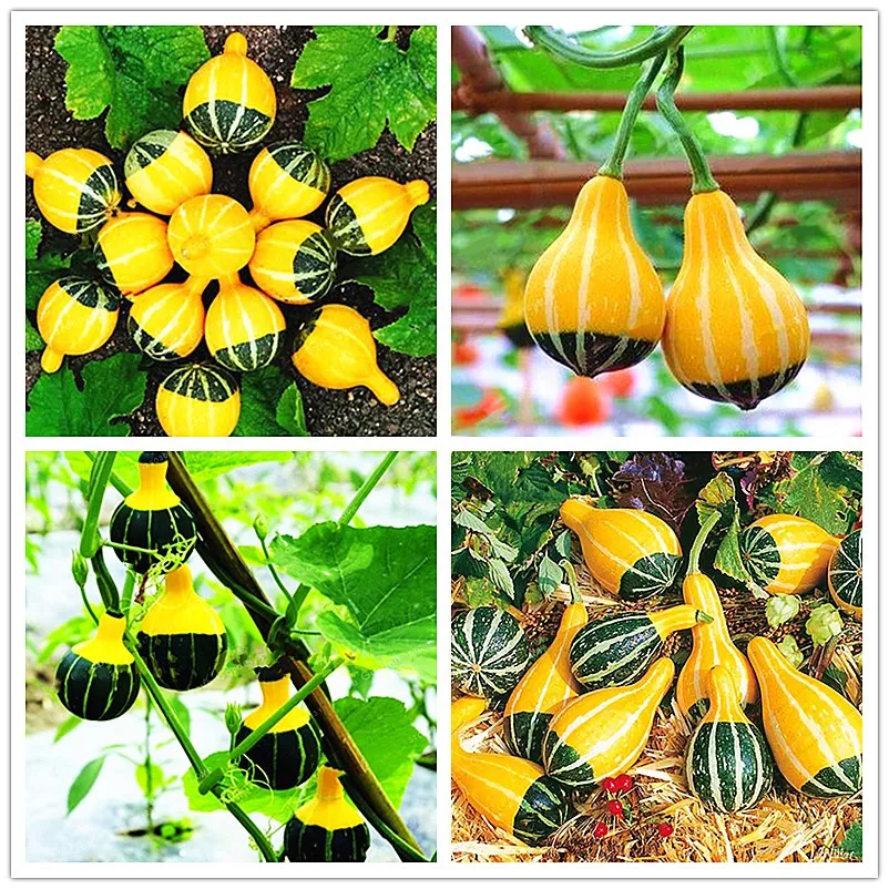 

20Pcs/Bag Pumpkin Bonsai Plant Rare Chinese Rainbow Vegetable Bonsai Herb Mini Bonsai Pot Planter Planting For Garden
