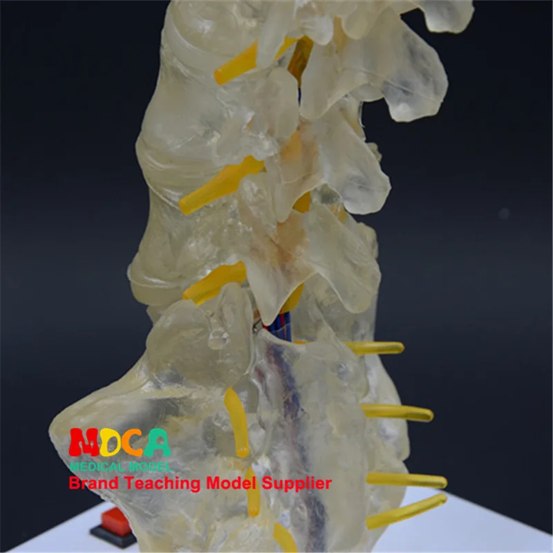 Spine model Luminous ornaments A birthday present Caudal vertebrae Human lumbar spine model Medical teaching equipment Skeleton