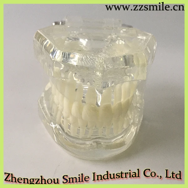 

Dental Adult Standard Teeth Model M7001