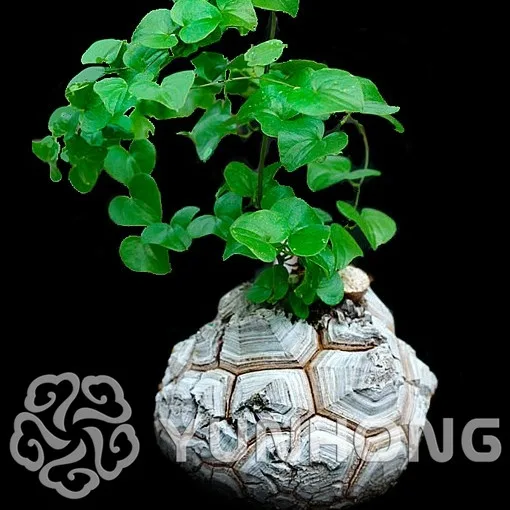 

New Arrival Home Garden Succulent Plant 1PCS bonsai Elephant's Foot Dioscorea elephantipes plant Free Shipping