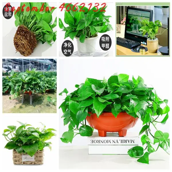 

Hot buy100Pcs Scindapsus Bonsa Four Season Sowing Potted Indoor Balcony Interior Radiation Necessary anthurium bonsai