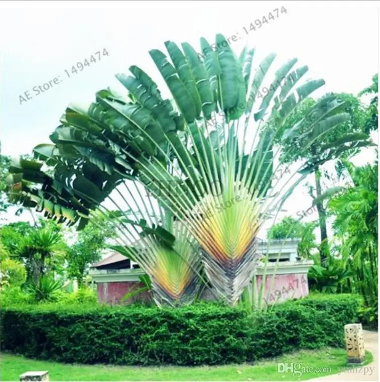 

Rare Bonsai Giant Palm Tree Tropical plants flower Foliage plant, potted plant for home garden 10 pcs /bag