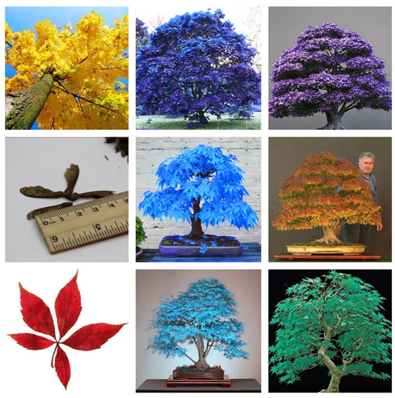 

100% Genuine 20 pcs / bag Multicolor Maple Bonsai Tree Plant Japanese Mini Maple Tree Planta for Courtyard Home Garden