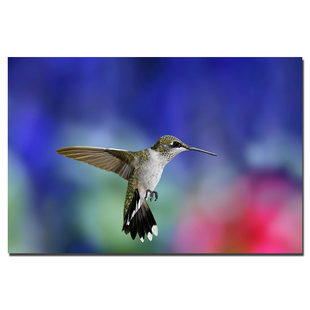 Hummingbird постер животное холст картина настенные художественные фотографии печать