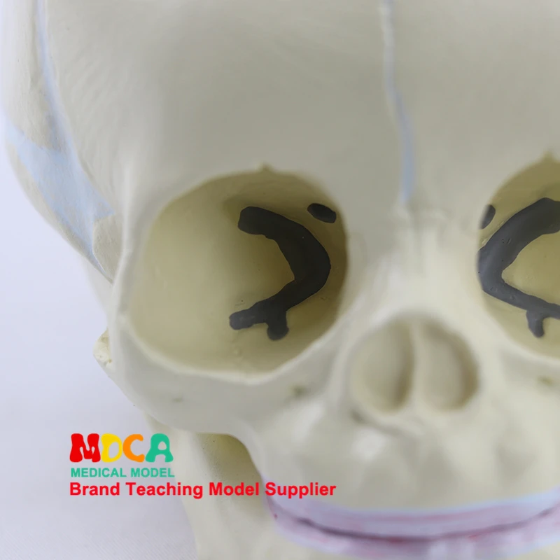 Fetal skull model infant skull bone human.skull model medical MTG002