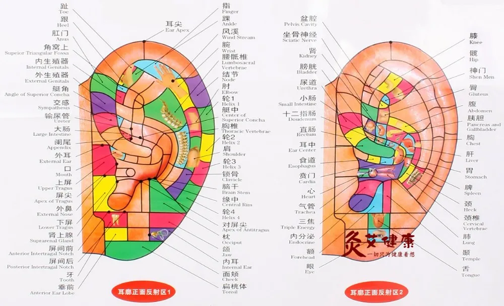 Us 9 85 Chart Of The Ear Reflective Zone Health Therapy Massage Acupuncture Acupoints Medical Study 68 48cm Chinese English Waterproof In Massage