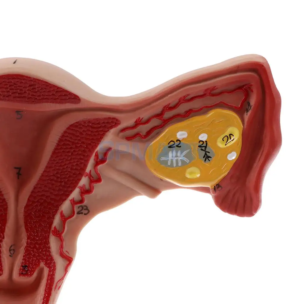 ПВХ моделирования 1:1 человека женский матки яичника маточных труб модель анатомического исследование Дисплей для школы учебного пособия