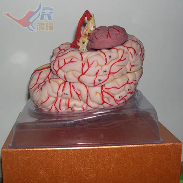 ISO Делюкс Анатомия мозга с артерии анатомическая модель мозга|anatomy brain|brain anatomybrain