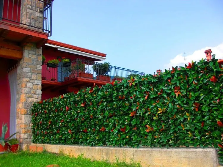 PHOTINIA-2[1]