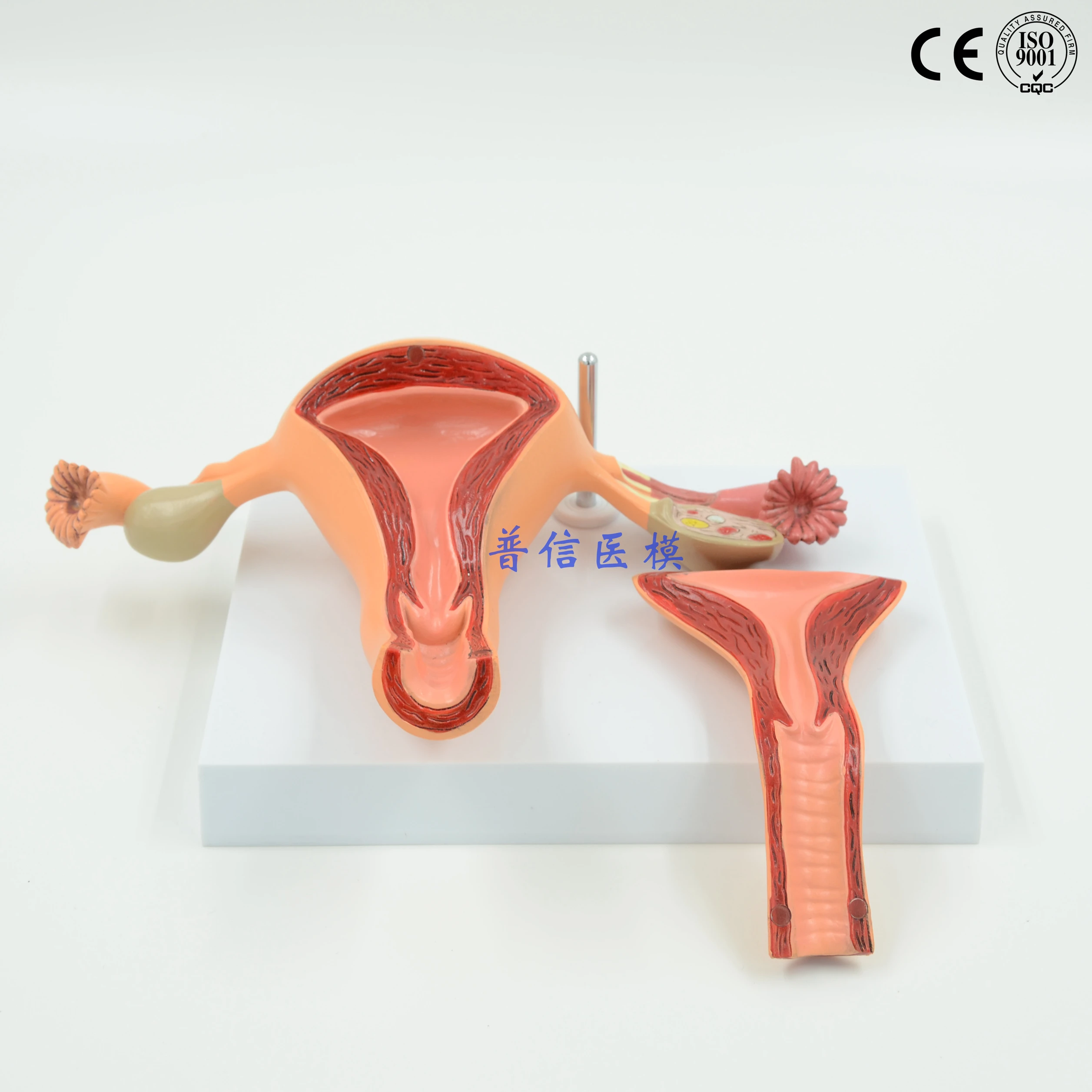 Free Shipping Model Of The Uterus Female Internal Genital Organs The Reproductive Structure Model Of Gynaecology Model Structures Uterus Modelorgan Model Aliexpress