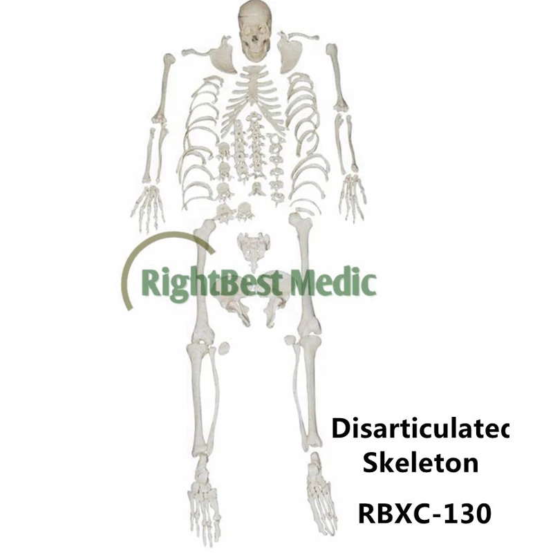 Human Life-size model Disarticulated skeleton with skull model Skeleton model