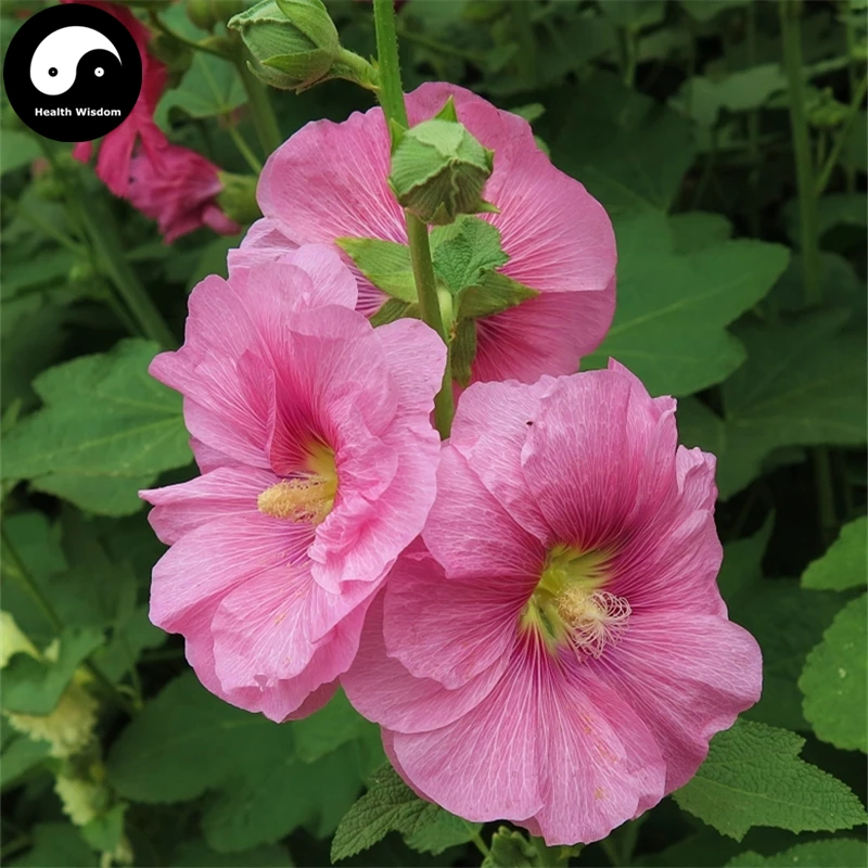 Купить Althaea Rosea Tree assets 60 шт завод Althaea Rosea для Shu Kui Flower