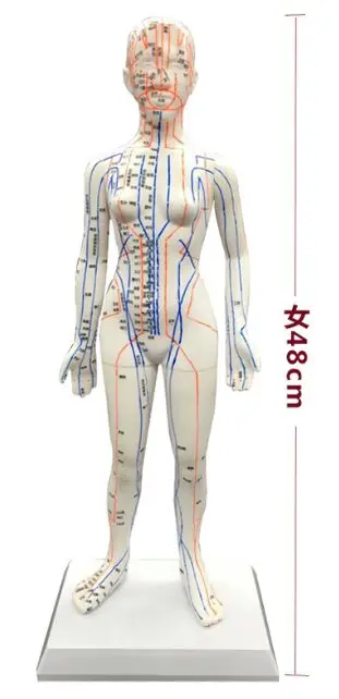 Человеческая китайско-английская модель точечной Акупунктуры Меридиан модель акупунктуры точки 26 см/48 см/50 см для мужчин и женщин - Цвет: 48cm female