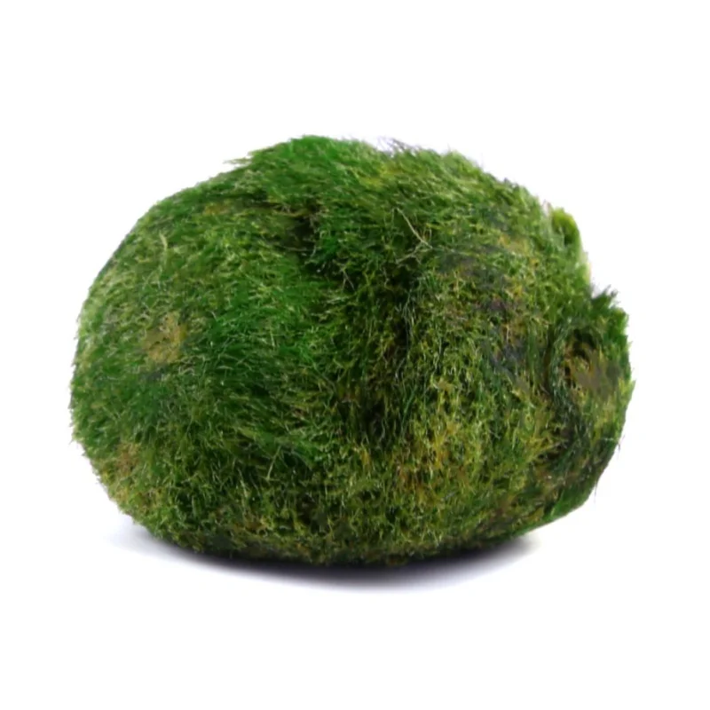 Aquarium Large Moss Ball Fish Aquarium Alive Live Fishes Plants Aquaristics Shrimp Aquarium Large Moss Ball Water Grass Balls