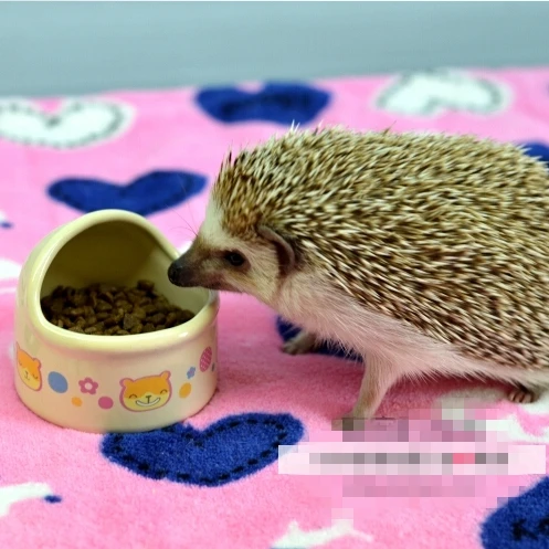 

2015 New Ceramic Pet Dog Puppy hamster Ceramic Bowl Dog Feeding and Watering Supplies Prevent Splashing Bowl