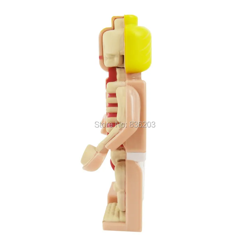 4D master vision Micro female Dissected figfunny модель Jason Freeny каркас анатомической