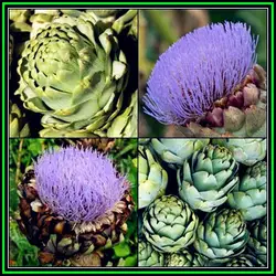 50 шт. зеленый артишок бонсай, cynara scolymus овощей, зеленый, Фамильные, Органическая вкусный и питательный, бесплатная доставка