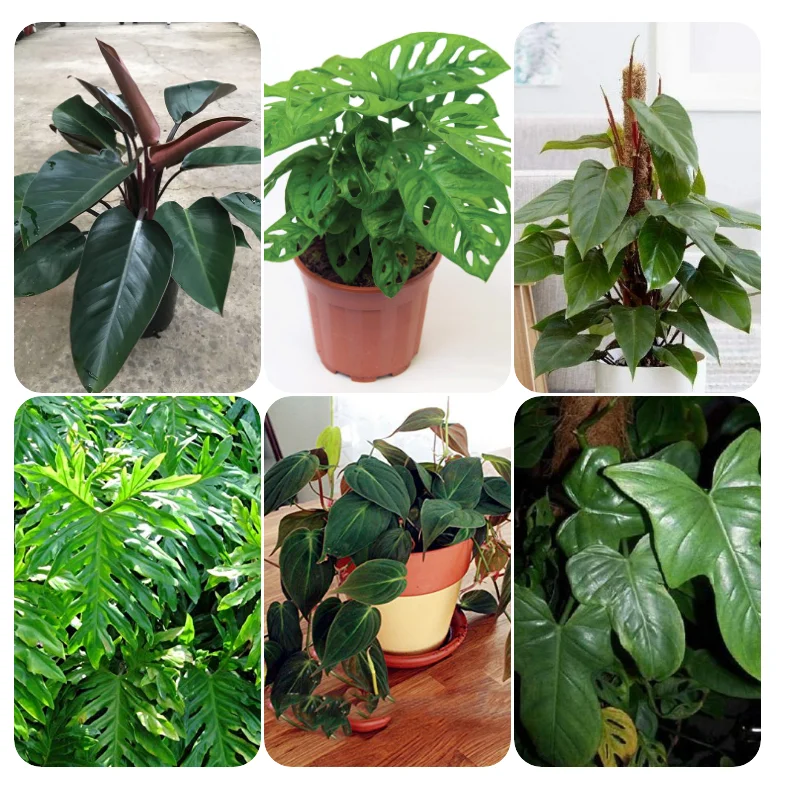 

100% Genuine Rare 100pcs 10kinds mix Philodendron bonsai split leaf philodendron micans Indoor Plants Perennial Potted