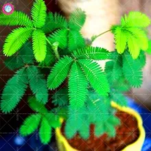 50pcs Balcony Mimosa Pudica Potted Foliage Plants Sensitive Plant Fun Bashfulgrass Perennial indoor bonsai plants