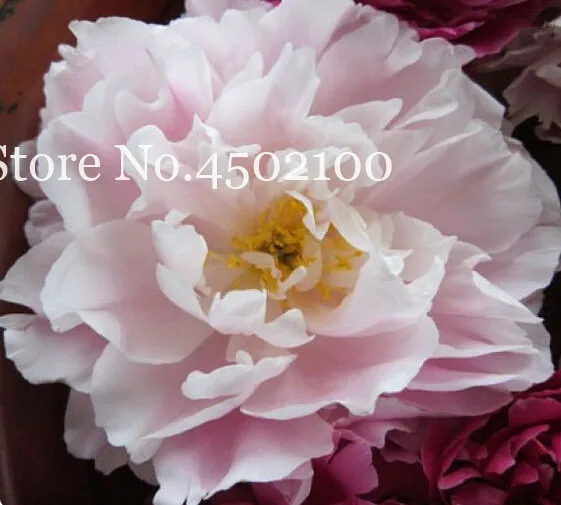 10 Pcs Herbaceous Bonsai, Chinese Peony Flowers Potted Home Garden Balcony Plant High Germination Rate Bonsai Flores 10 Pcs Herbaceous Bonsai, Chinese Peony Flowers Potted Home Garden Balcony Plant High Germination Rate Bonsai Flores