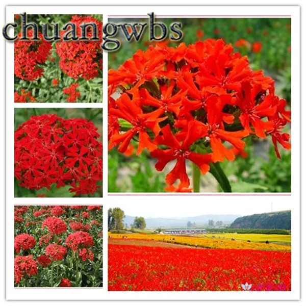 

100pcs rare boutique flower cut autumn bonsai family garden Diy plant