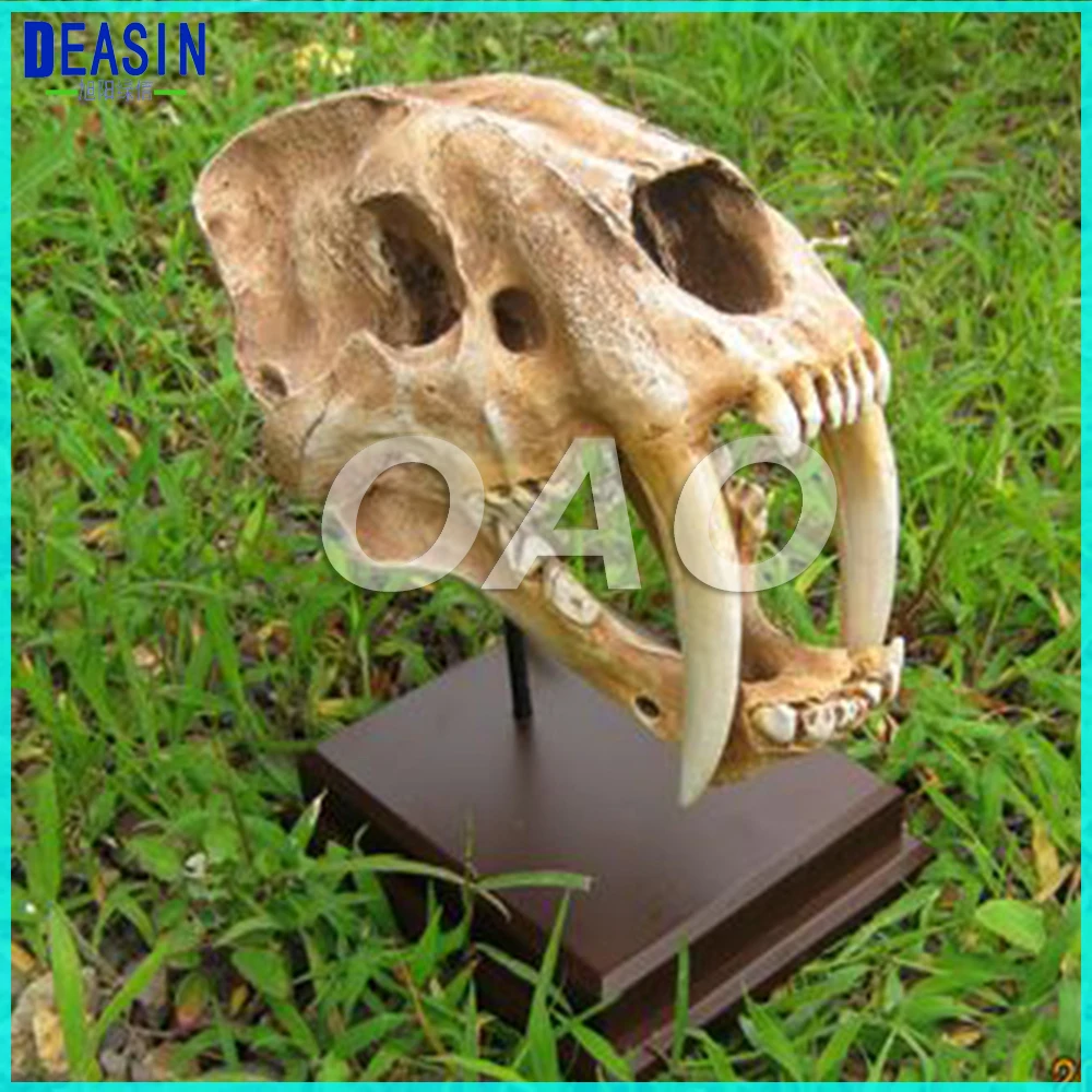 Лаборатория американские Древние животные 1:1 высокое качество саблезуб тигр череп саблезуб смайлидон Fatalis Модель Анатомия человека