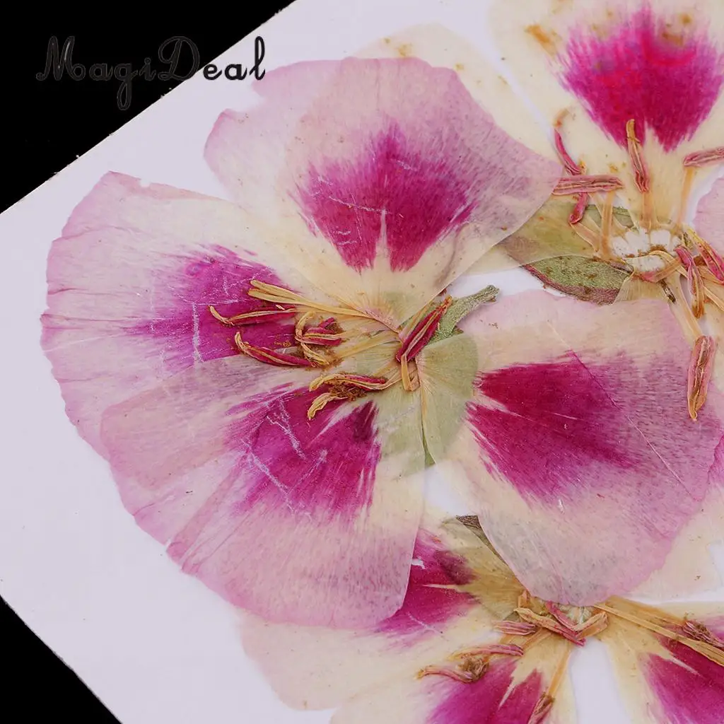 6x Natural Pressed Real Dried Flower Specimen for Jewelry Making Resin Casting DIY Craft Scrapbook Embellishment 4-7cm