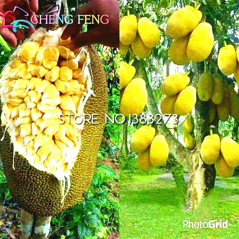 jack fruit giant fruit bat jack fruit giant fruit bat