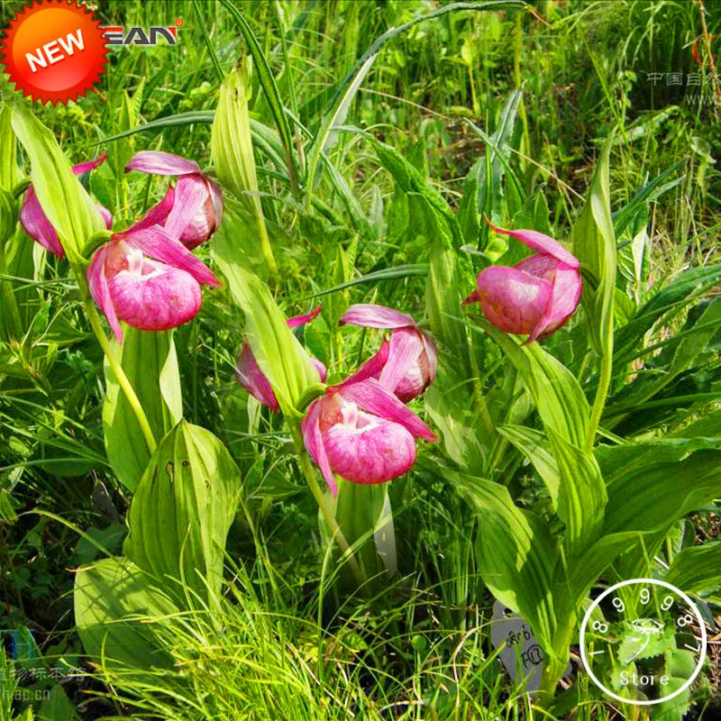

Time-Limit!!50 Pcs/Pack White Mouth Cypripedium garden Potted Bonsai flores Patio Plants Flowers Slipper Orchid plantas,#44HE2H