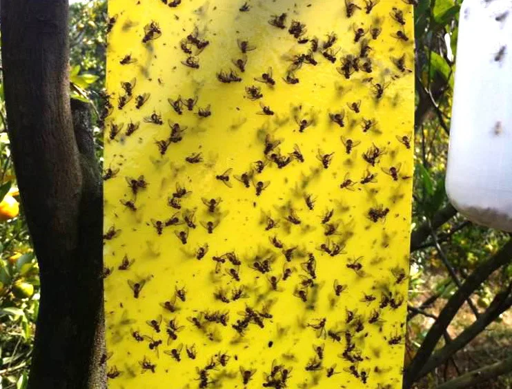 

10Pcs Very Big Outdoor Traps Flies Control Glue Board, Mosquito Flying Aphids whitefly leafhopper Thrips Fly Reject Double Sided