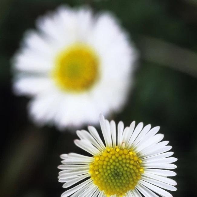 Selective Focus On One Of Three White And Yellow Daisy's Poster Print (11 x 17)