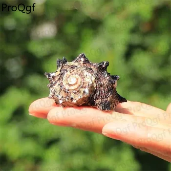 

Prodgf 1Pcs A Set black de real sea spiral shell Decoration