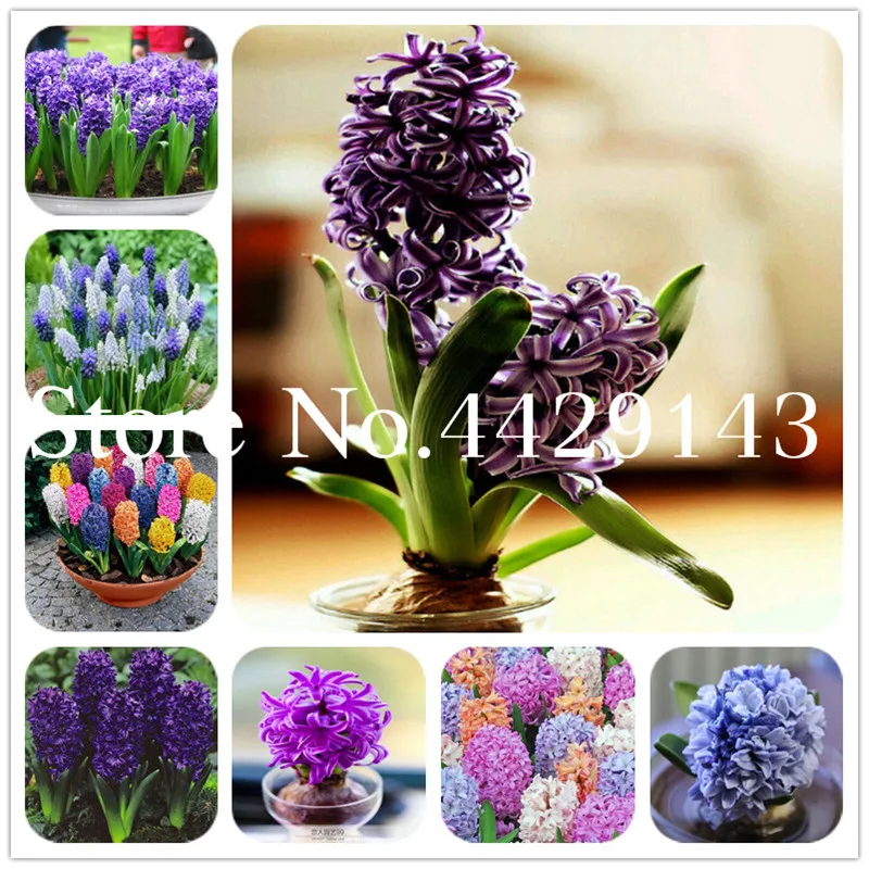 

200 Pcs Real Hyacinth Bonsai Green Plants(Not Hyacinth Bulbs) Easy To Grow Bonsai Balcony Flower plants For Home Garden