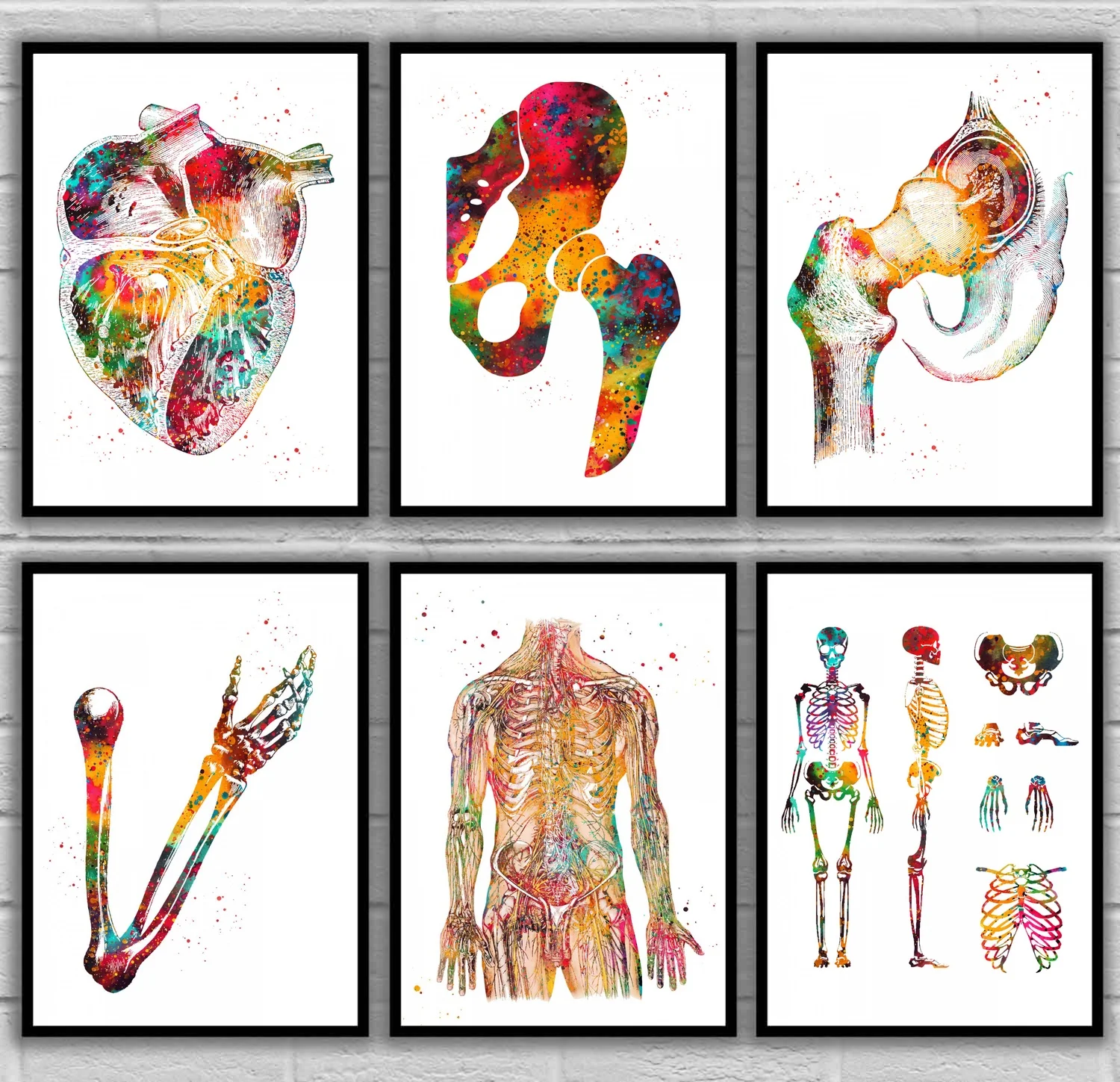

Heart section Hip Joint Hip joint Human Arm Human Body Human Body skeletal Human bones Anatomical Medical And Science Poster